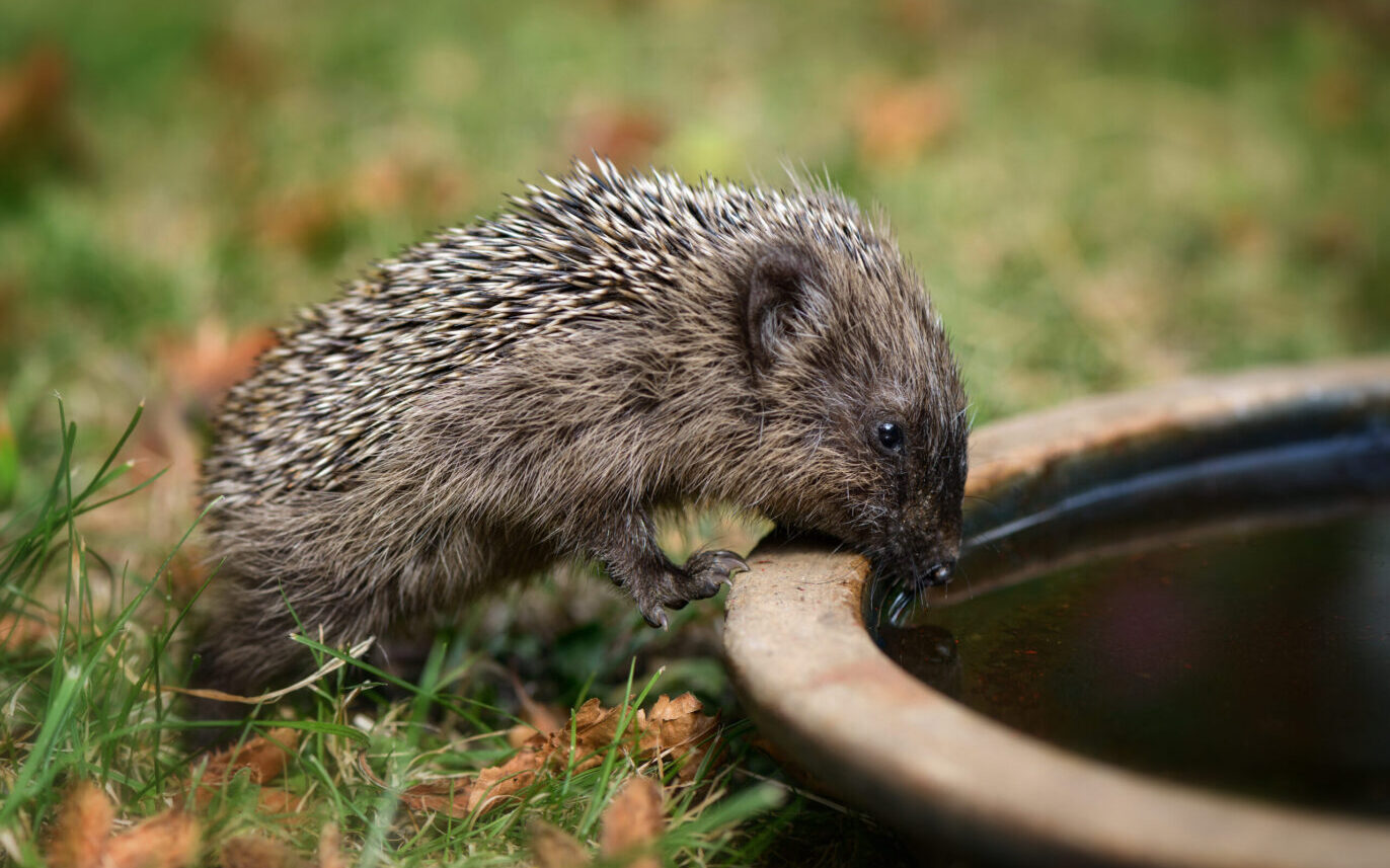 Hedgehogs in my garden?