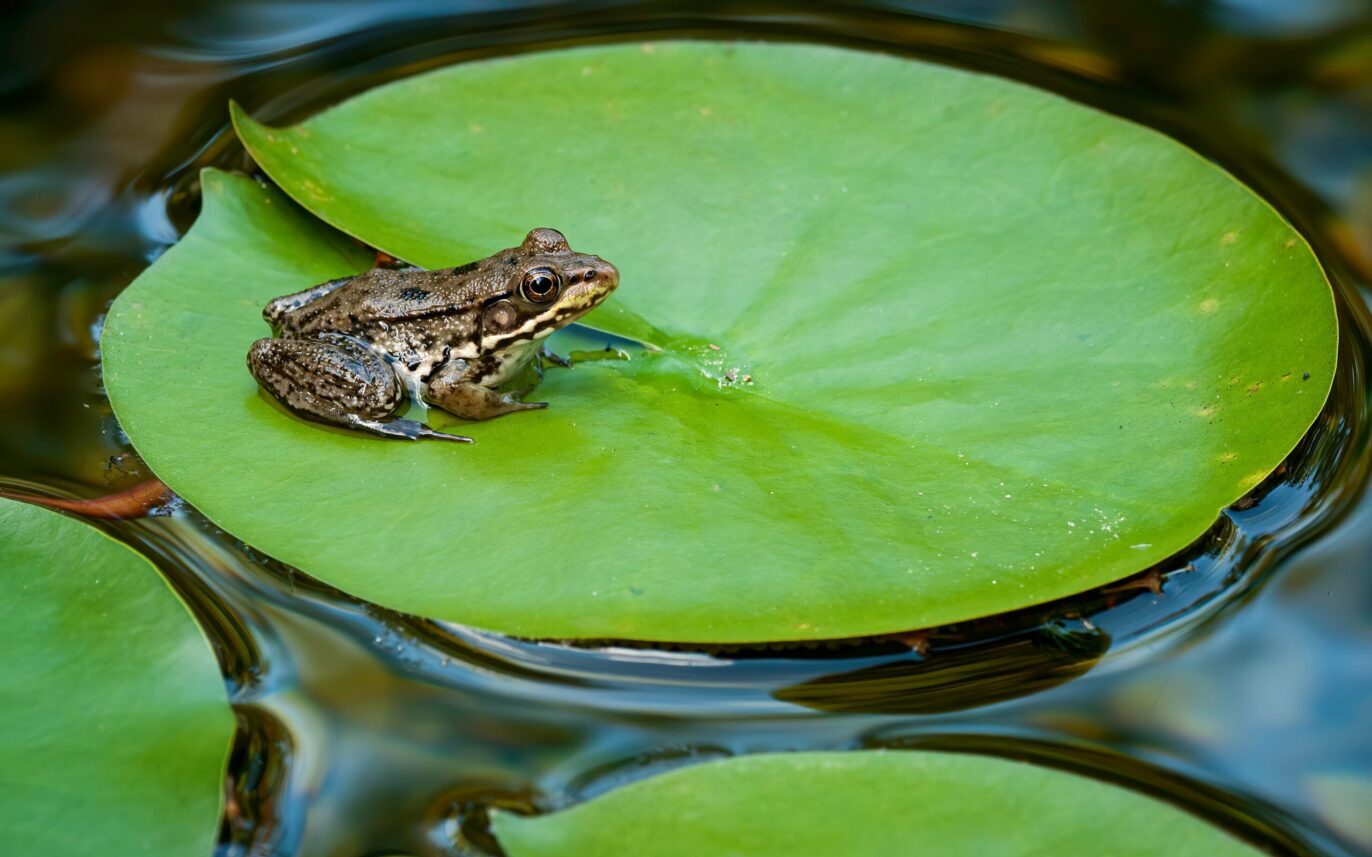 Frogs & toads in my garden?