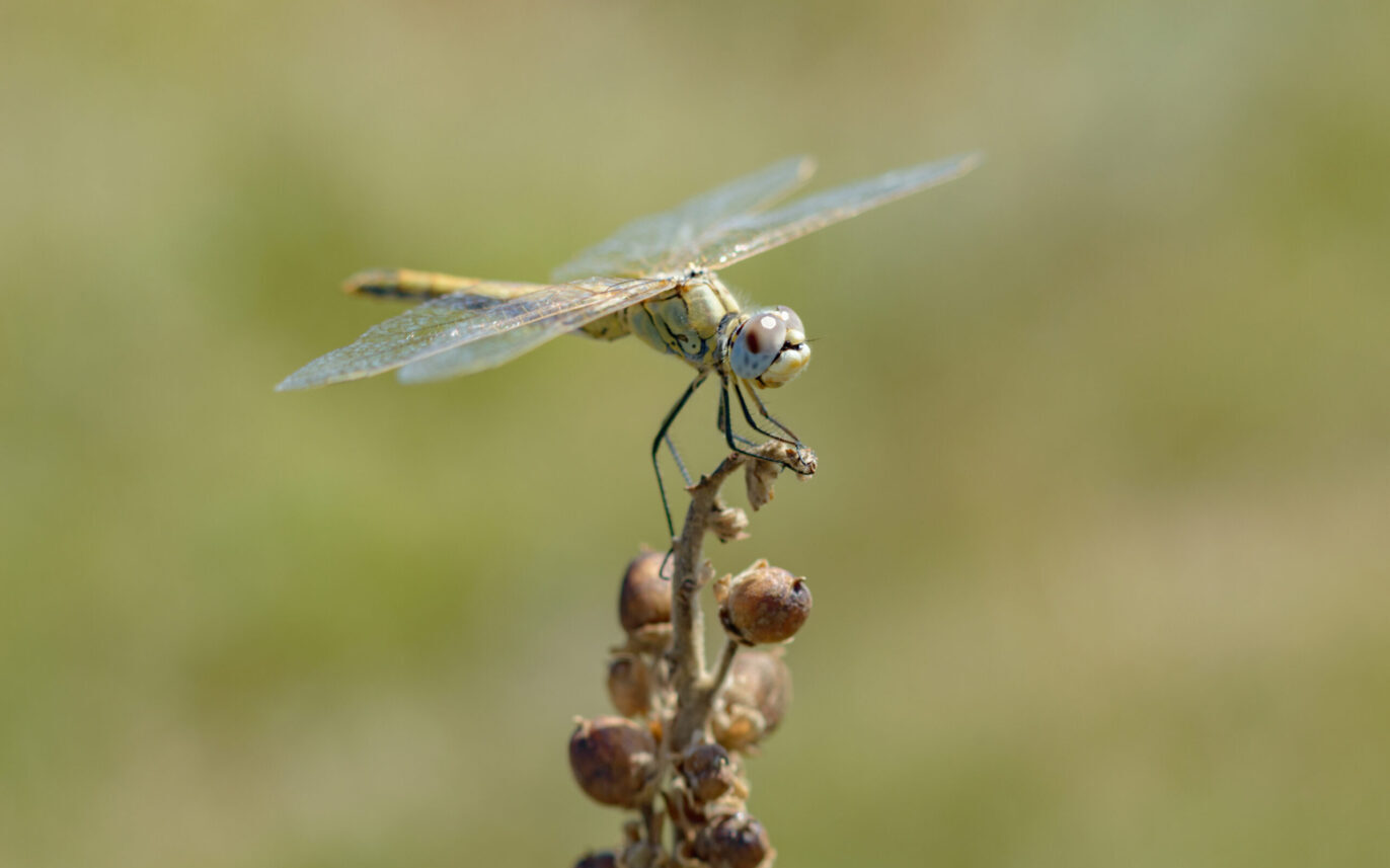 Dragonflies in my garden?