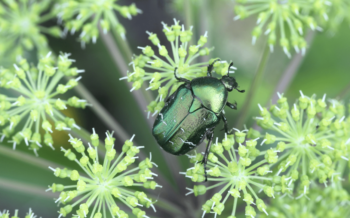 Beetles in my garden?